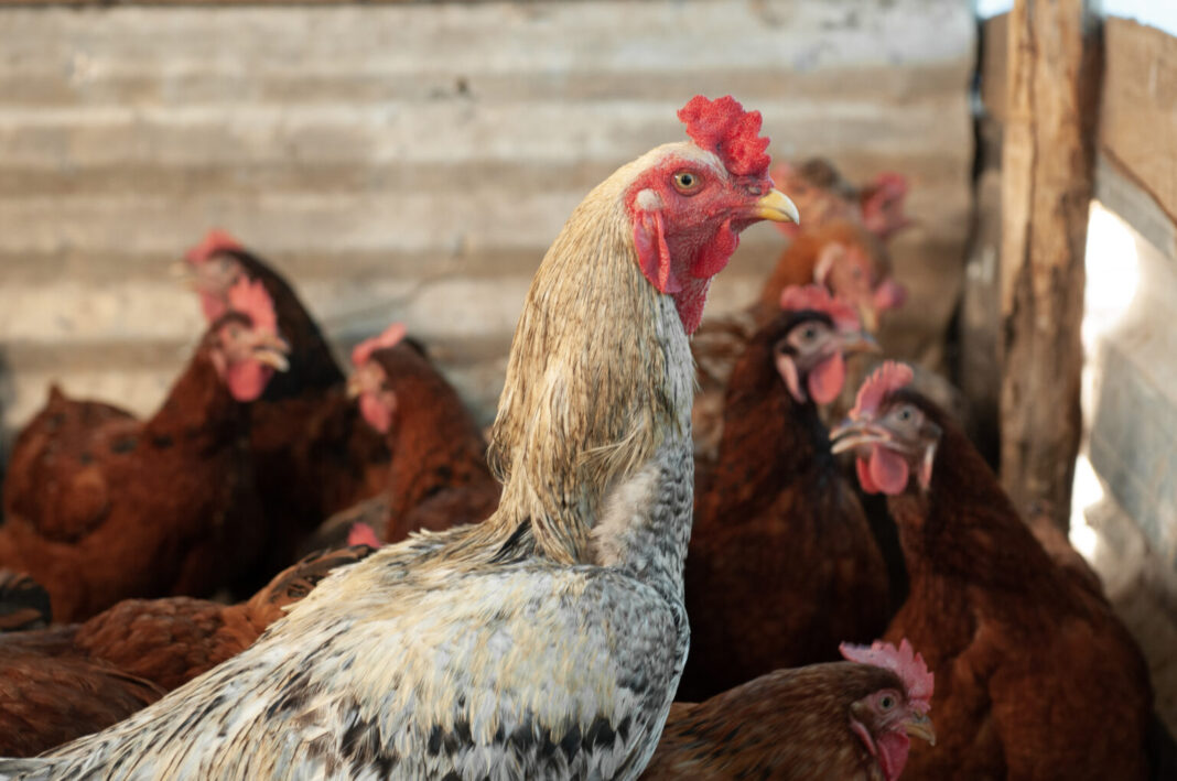 União Europeia reconhece Brasil como livre da gripe aviária e retoma importações de carne de frango