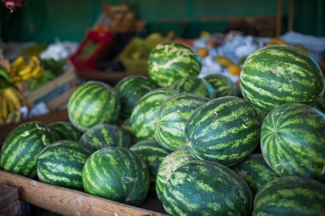 Goiás lidera produção nacional de melancia e bate recordes de volume e valor em 2024